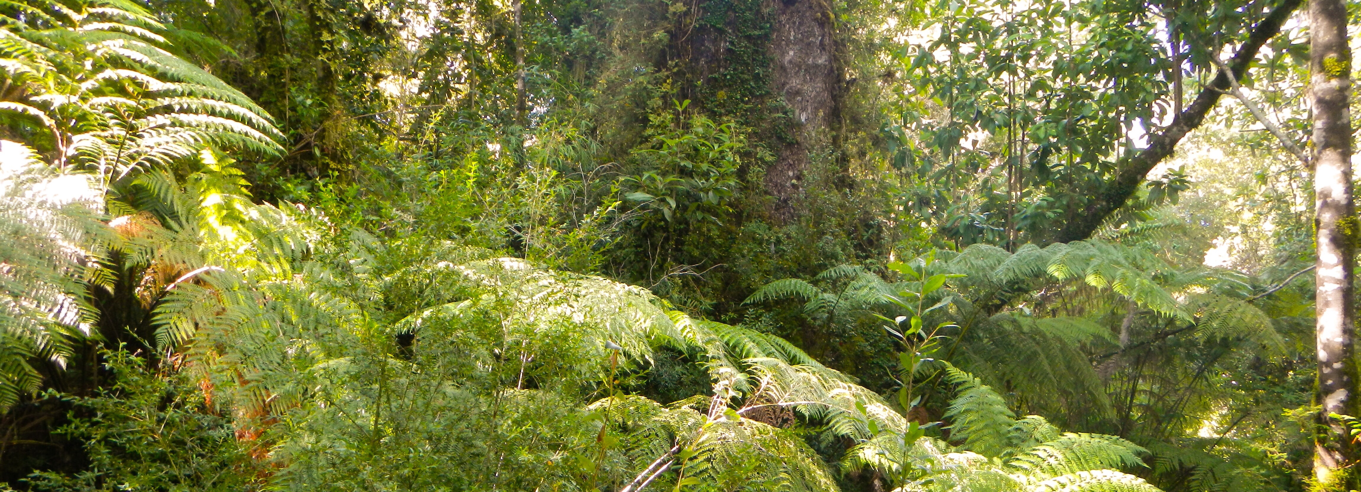 Parque Pumalín - Dort wo der Puma wohnt