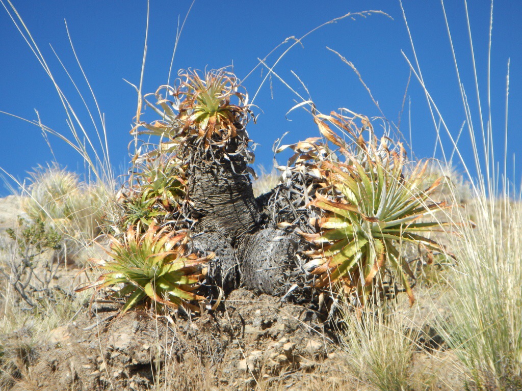 Copacabana und Isla del Sol