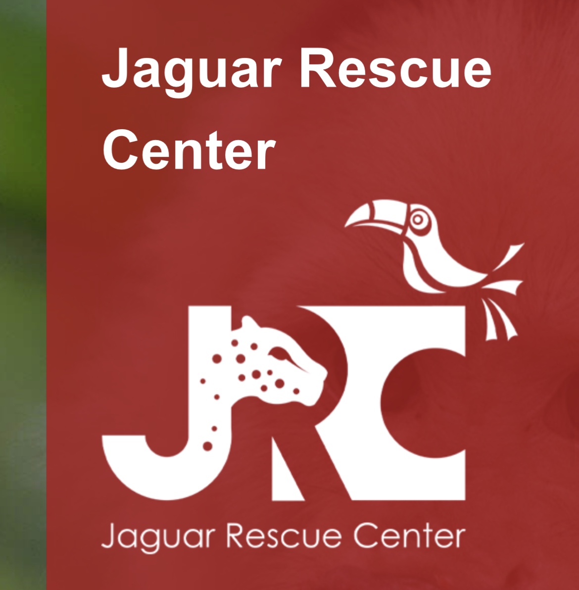 Jaguar Rescue Center